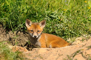 small fox cub in front of the den
