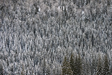 textural image on spruce forest in winter