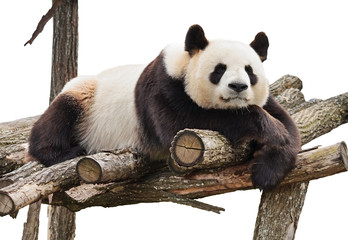 Panda geïsoleerd op wit