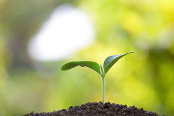 Growing plants