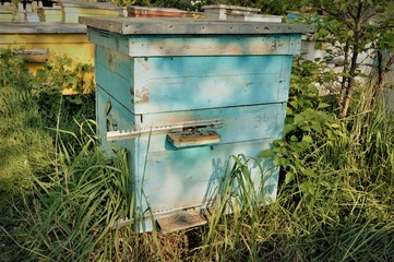 Old blue beehive with bees at the apiary in the garden