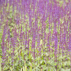 lawn, seeded densely beautiful lilac flowers Veronica