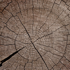 Fototapeta premium background of an old wooden saw cut