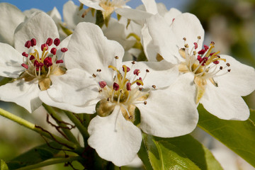 White apple flowers with burgundy stamens