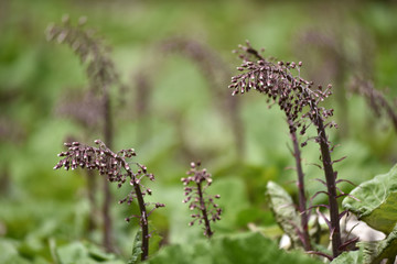 Dry purple flowers in the meadow