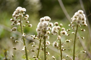 White fluffy flowers