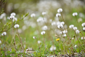 White dry dandelions