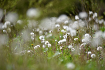 Meadow full with dry dandelions
