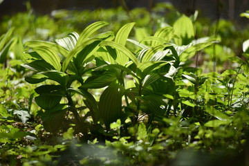Fototapeta na wymiar Beautiful vibrant green plant in the jungle