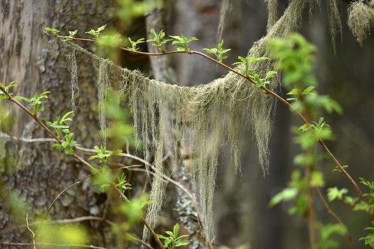 Usnea barbata, old man's beard fungus on a pine tree branch