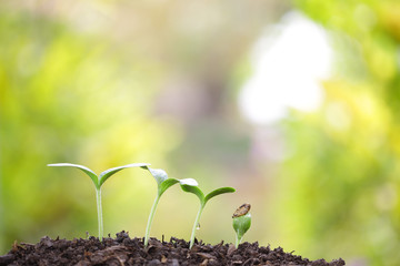 Tree planting