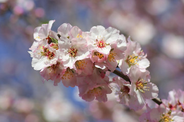 flowers of the peach tree on a blurred background as floral background
