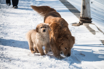 Golden dog in the snow