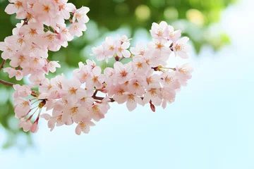 Cercles muraux Fleur de cerisier Ciel bleu, fleurs de cerisier et vert