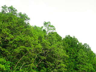 Obraz na płótnie Canvas Green bush leaves tree forest isolated on white background