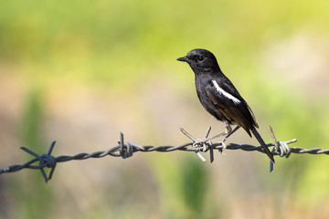 Image of bird black on nature background. Pied Bushchat ( Saxicola caprata )
