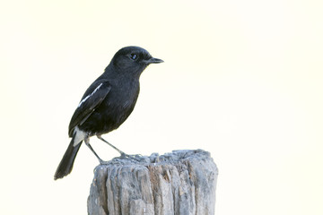 Image of bird black on white background. Pied Bushchat ( Saxicola caprata )