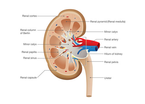 Kidney Anatomy Vector. Illustration about Human Physiology and science.