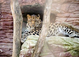 adult leopard resting on a white rock 