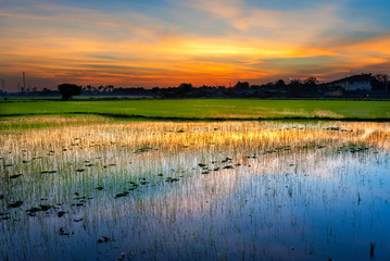 Rice cornfield, paddy field and beautiful twilight.