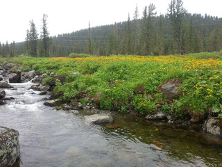 summer flowers water creek and the forest