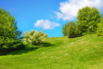 Fototapeta na wymiar Spring landscape with fresh leaves and green grass