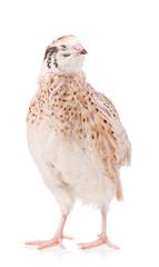 Cute adult quail