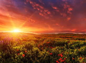 Fototapeta na wymiar Fantastic evening with flowering hills in the warm sunlight in the twilight. dramatic sky. beautiful morning scene. wonderful blooming field of poppies. soft selective focus. nature background