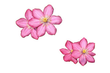 Fototapeta na wymiar Pink flowers isolated