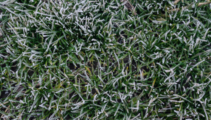 Frozen green grass, top view