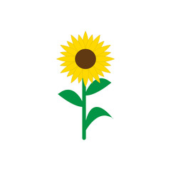 sunflower isolated vector