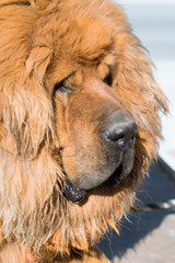 Tibetan mustiff dog in Tibet