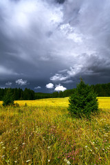 Summer landscape with rain clouds. Planted yellow field. Green coniferous trees.