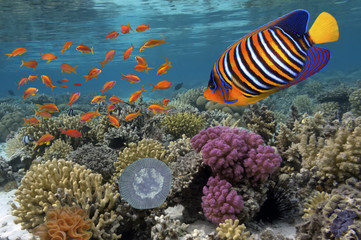 Naklejka premium Coral reef underwater panorama with school of colorful tropical fish