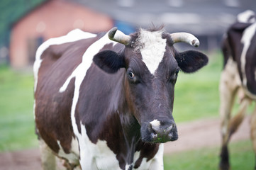 Naklejka na ściany i meble Close-up portrait cow on a meadow