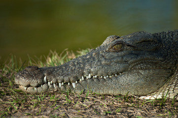 Alligator resting by the swamp, close-up head shot