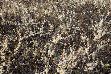Blackthorn in bloom