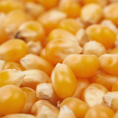 Surface coated with corn kernels