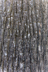 Old bark macro