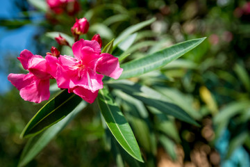 Pink oleander or Nerium