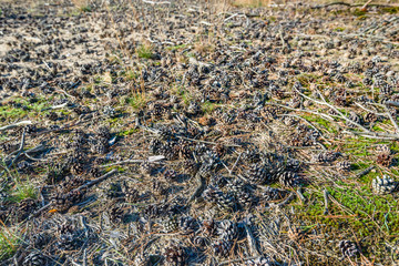 Many small pine cones on the forest floor