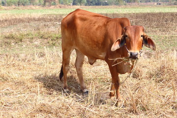 Brown Cow release tricky natural food.