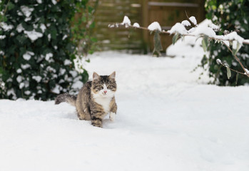 Housecat in the snow
