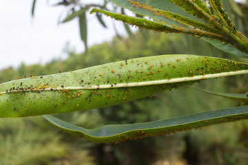 Oleander leaves densely covered with scale insects. Mealy mealybug.
