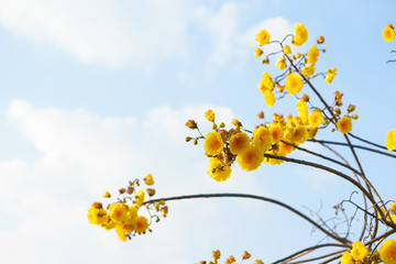 Yellow silk cotton with blue sky.