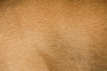 Brown dog fur texture or background. Macro shot.