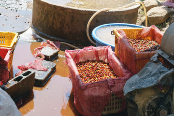 Red berries coffee bean process in factory