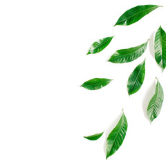 Green leaves, branches on white background. Flat lay, top view. Leaf pattern texture.
