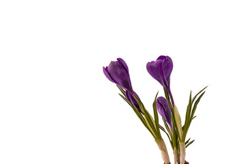 The crocuses. The crocuses on a white background. 