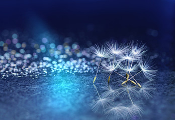 Beautiful abstract blue background on a mirror surface of the seeds of dandelion flowers with reflection close-up macro with sparkling water drops rain dew. Colorful air artistic image.